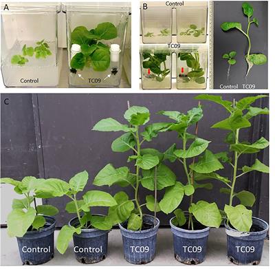 Exposure in vitro to an Environmentally Isolated Strain TC09 of Cladosporium sphaerospermum Triggers Plant Growth Promotion, Early Flowering, and Fruit Yield Increase